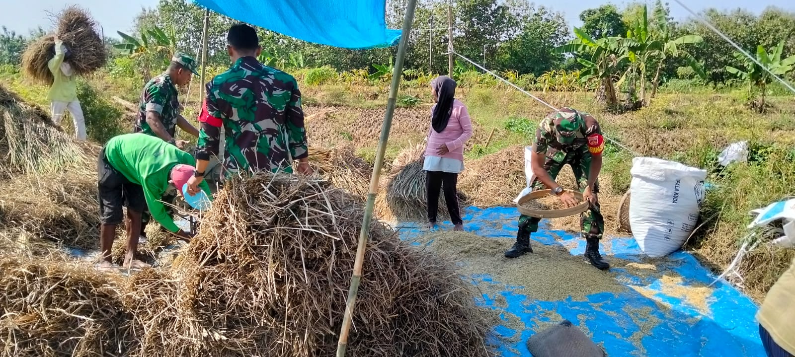 Panen Melimpah, Senyum Petani Mengembang Berkat Pendampingan Babinsa