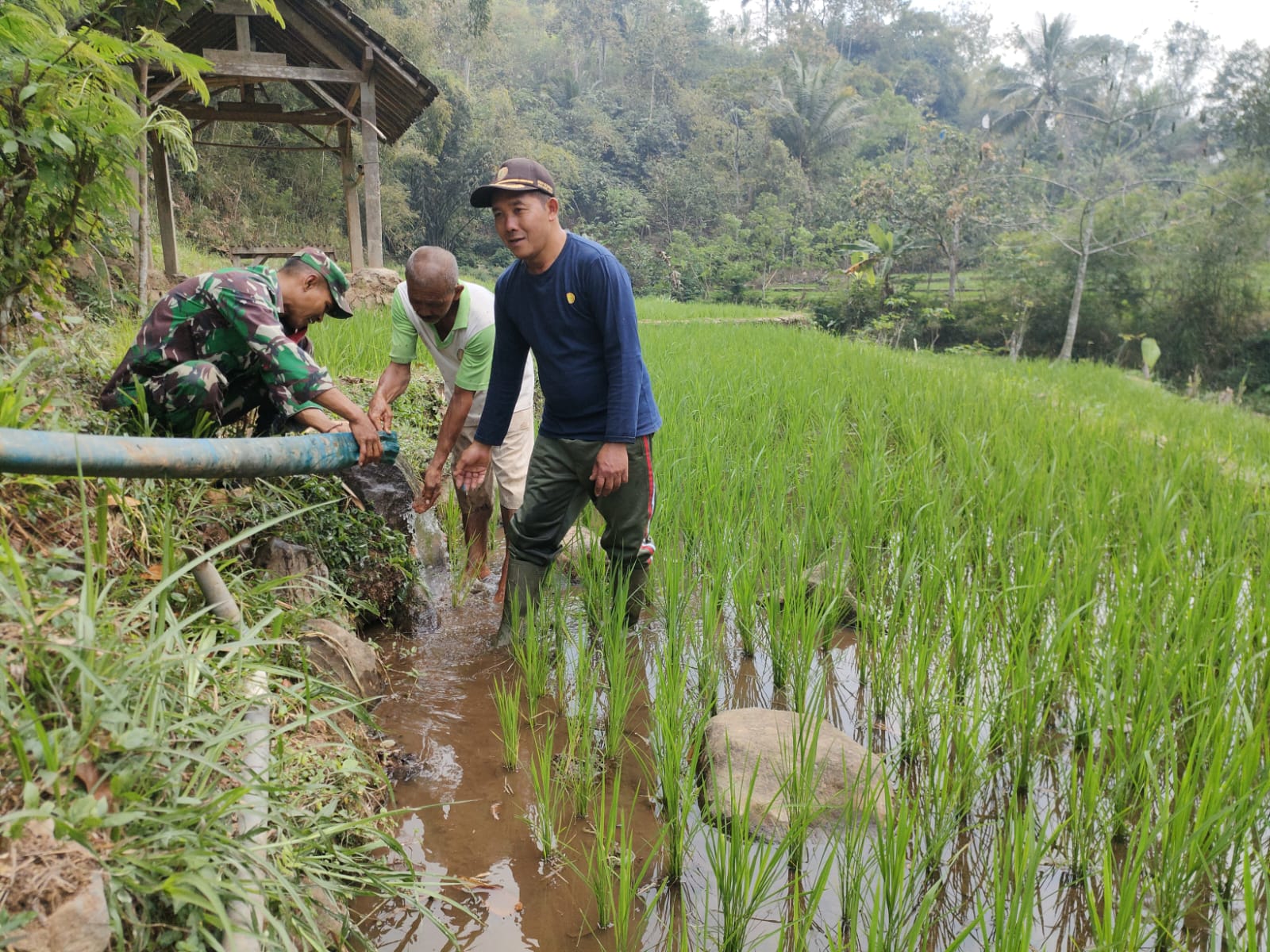 Antisipasi Kekeringan, Babinsa Sidomulyo Sertu Krida Dwi Bantu Pengairan Sawah Gunakan Pompa Air
