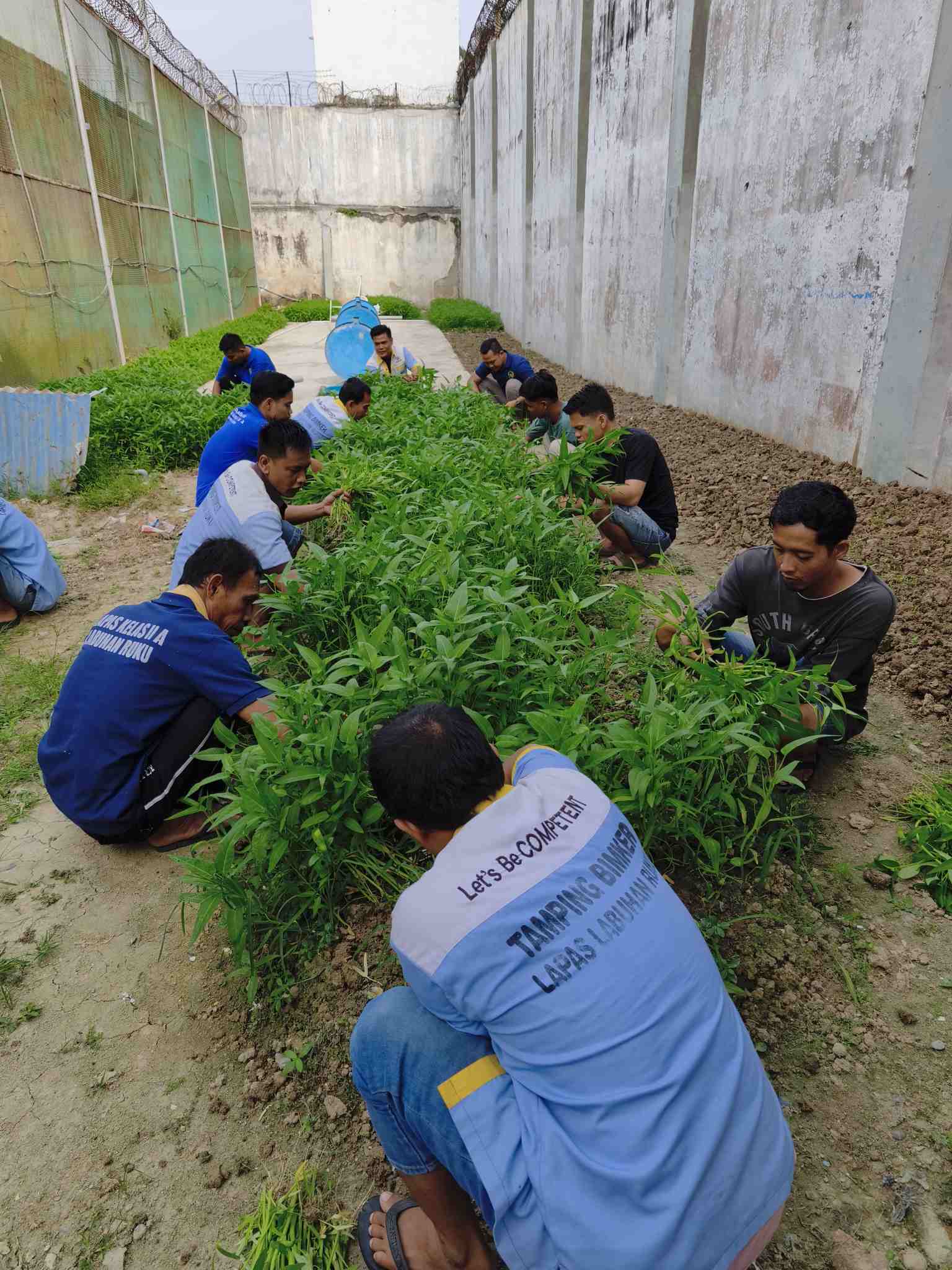 DUKUNG KETAHANAN PANGAN DAN KEMANDIRIAN WBP, LAPAS LABUHAN RUKU KEMBALI PANEN RAYA 150 KG KANGKUNG   