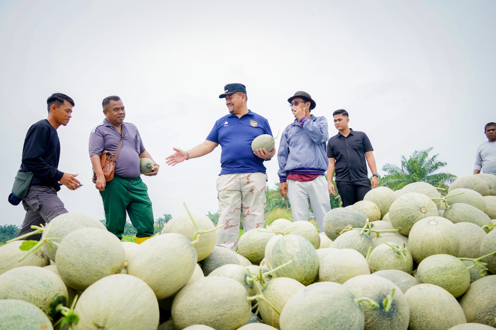 Bupati Batu Bara Panen Melon di Air Putih, Dorong Pengembangan Hortikultura dan Dukung Program MBG