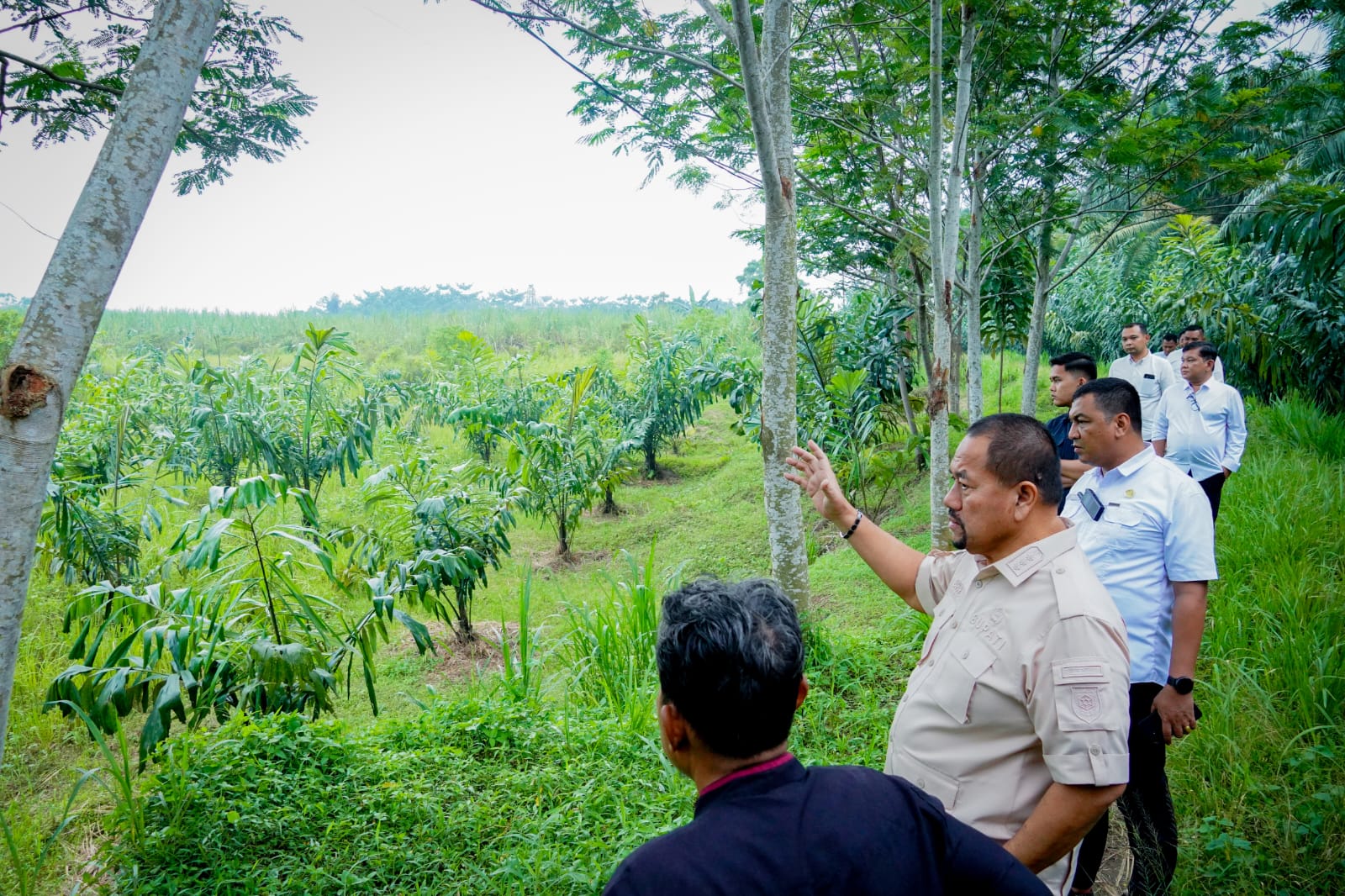 Lihat Potensi 800 Ribu Bibit Aren, Bupati Baharuddin Siapkan Pengembangan Komoditas Aren di Batu Bara   